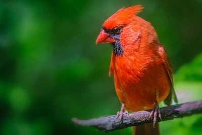 Roter Vogel auf einem Ast