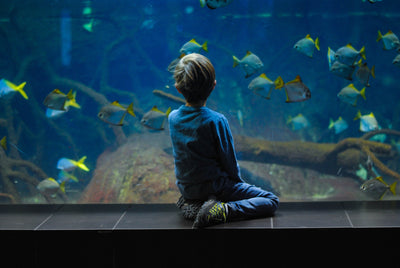 Kind sitzend vor Aquarium 