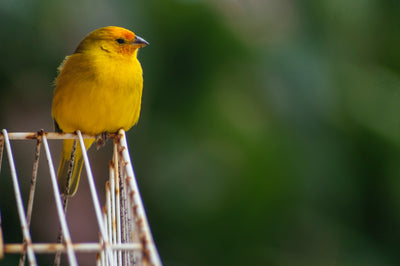 Gelber Vogel sitzend auf Käfig