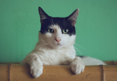 Katze (schwarz-weiß) sitzend 