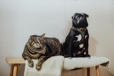Katze und Mops sitzend auf einer Decke