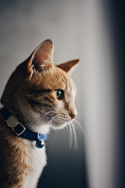 Katze mit blauem Halsband