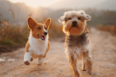 Zwei Hunde laufend in Wüste