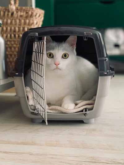 Katze in Transport Box