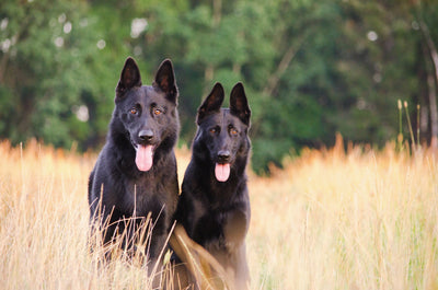 Zwei Hunde im Feld