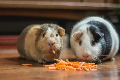 Zwei Hamster sitzend auf dem Boden