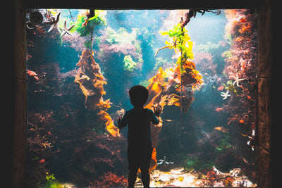 Kind vor Aquarium stehend 