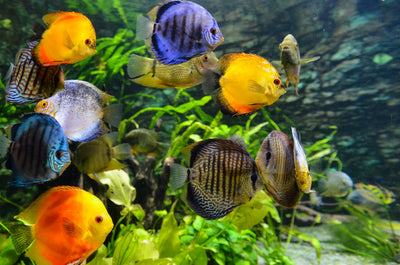 Schwimmende Fische im Aquarium 