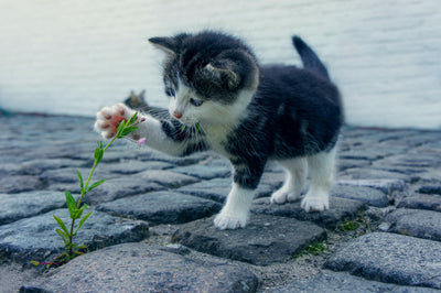 Katze spielend mit Pflanze 