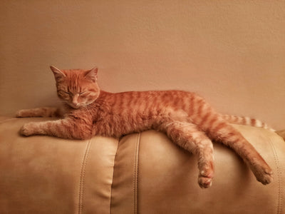 Katze liegend auf Couch