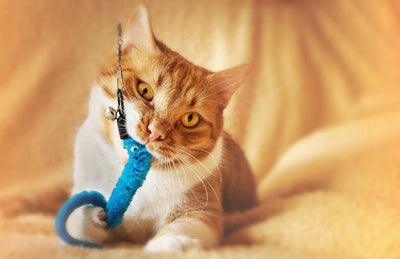 Katze mit Spielzeug im Mund 