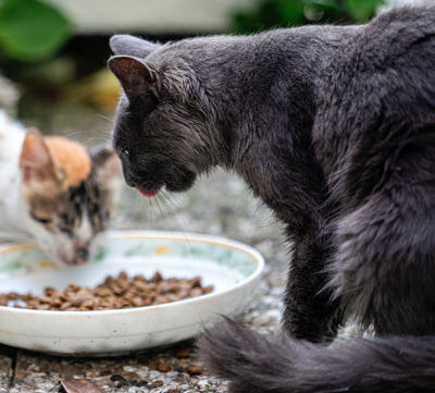 Zwei Katzen am essen