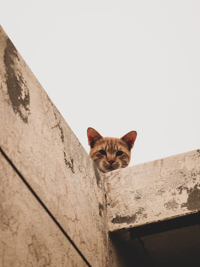 Katze sitzend auf Dach