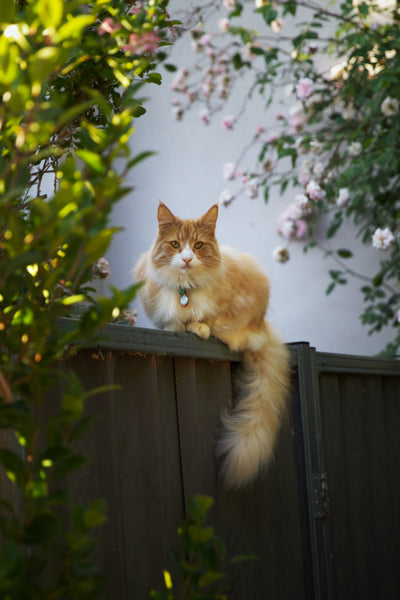 Katze sitzend auf Gartenzaun
