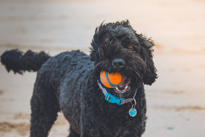 Hund mit Spielzeugball im Mund 