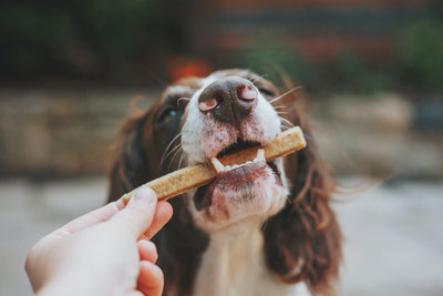 Hund mit Snack im Mund