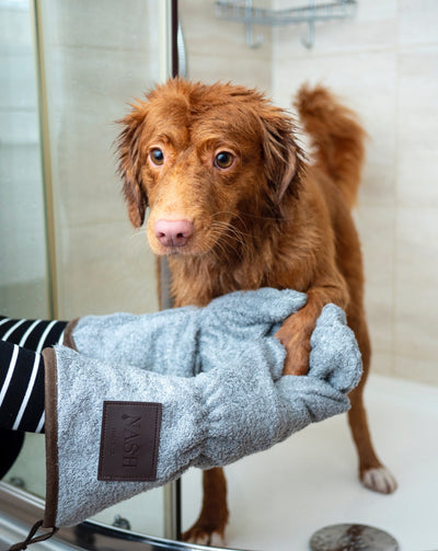 Hund bei der Pflege in der Dusche
