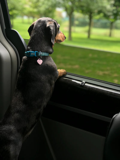 Hund schaut aus dem Autofenster