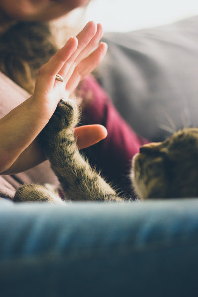 Katze Hand in Hand mit Besitzerin