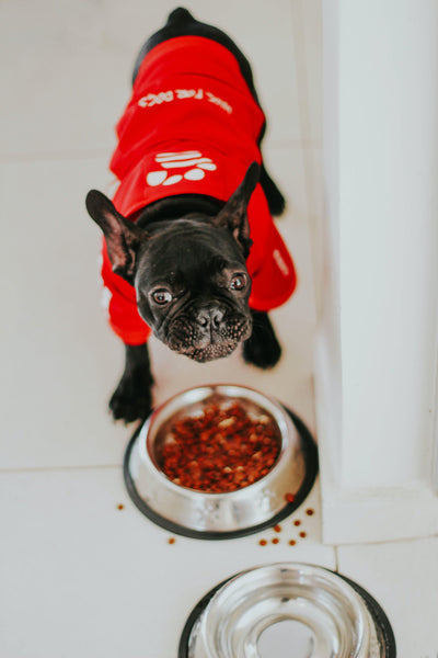 Hund am Futter im roten Kleid