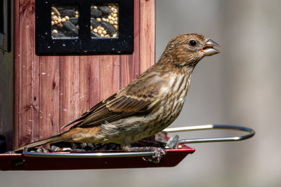 Vogel sitzend am Futterhaus