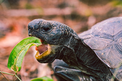 Schildkröte isst ein Blatt 