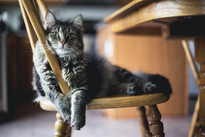 Katze sitzend auf Holzstuhl angelehnt