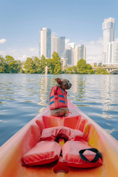 Hund sitzend im Boot