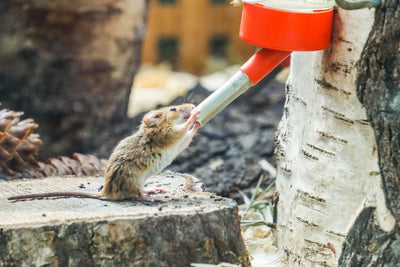 Hamster am Trinken von Flasche