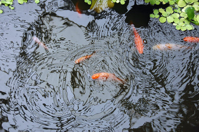 Teich mit Goldfischen 
