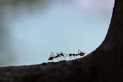 Ameisen auf einem Ast