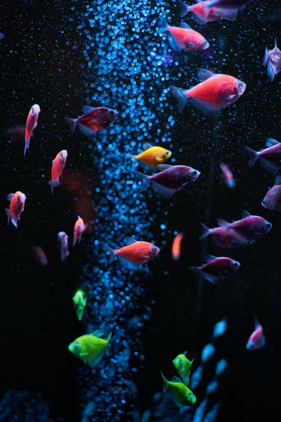 Unterwasser im Aquarium