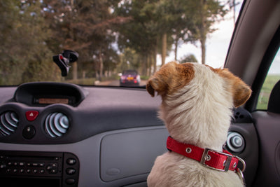 Hund sitzend auf Beifahrersitz