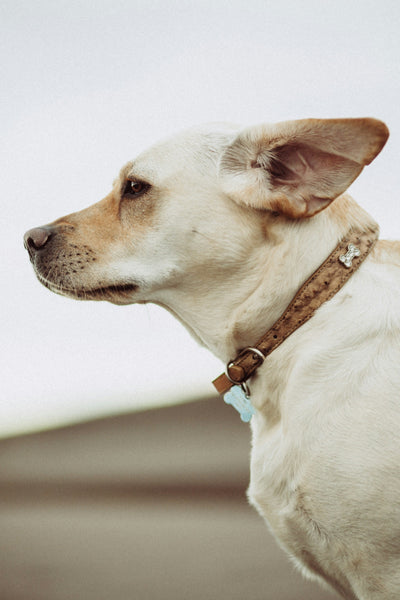 Hund mit Halsband im Wind