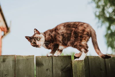 Katze auf Zaun kletternd 