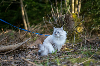 Katze mit Leine im Wald