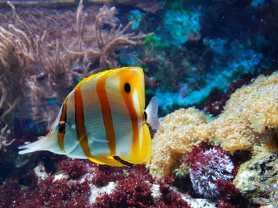 Aquarienwelt Aquarienpflege