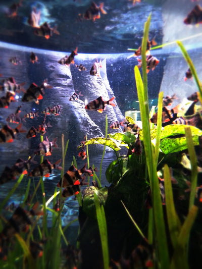 Aquarium mit Pflanzen darin 