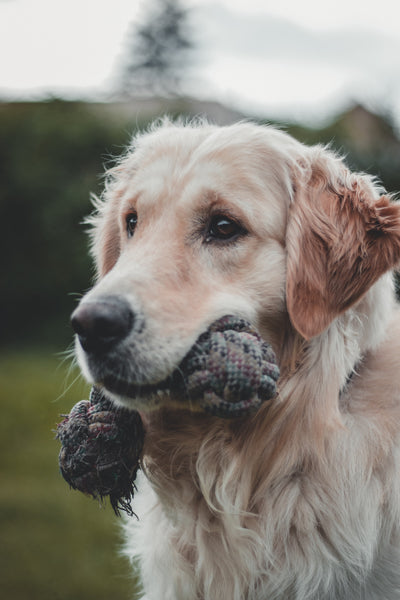 Hund mit Spielzeug im Mund