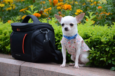 Hund sitzend neben Transporttasche