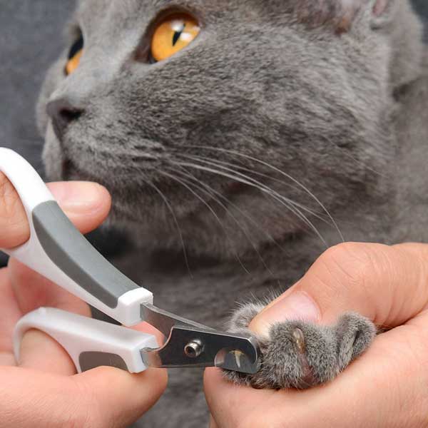 Catit Bürsten-Set für Kurzhaarkatzen - alles für die Fellpflege