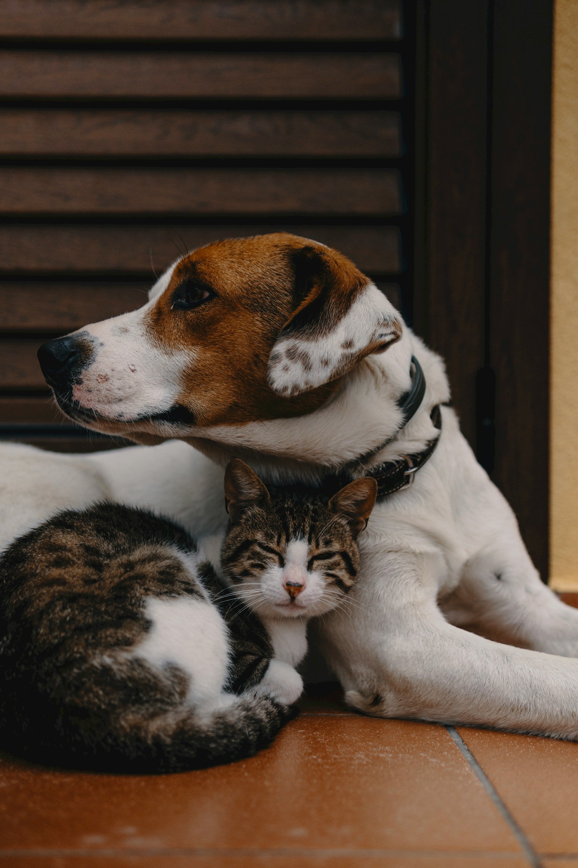 Hund & Katze am kuscheln