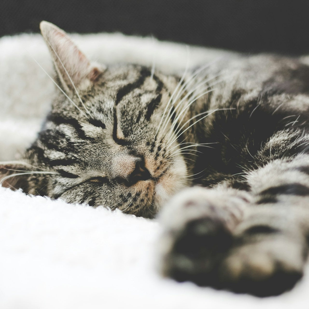 Katze am schlafen