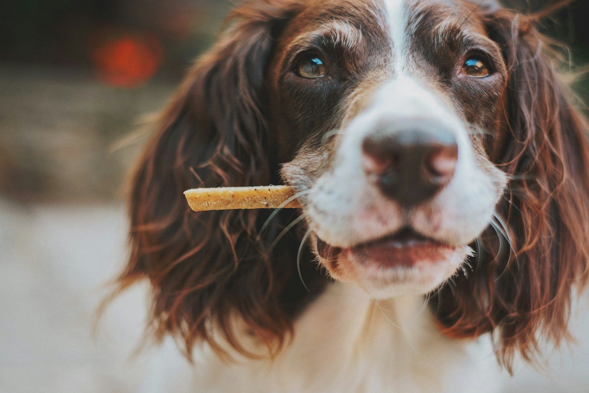 Hund mit Snack im Mund