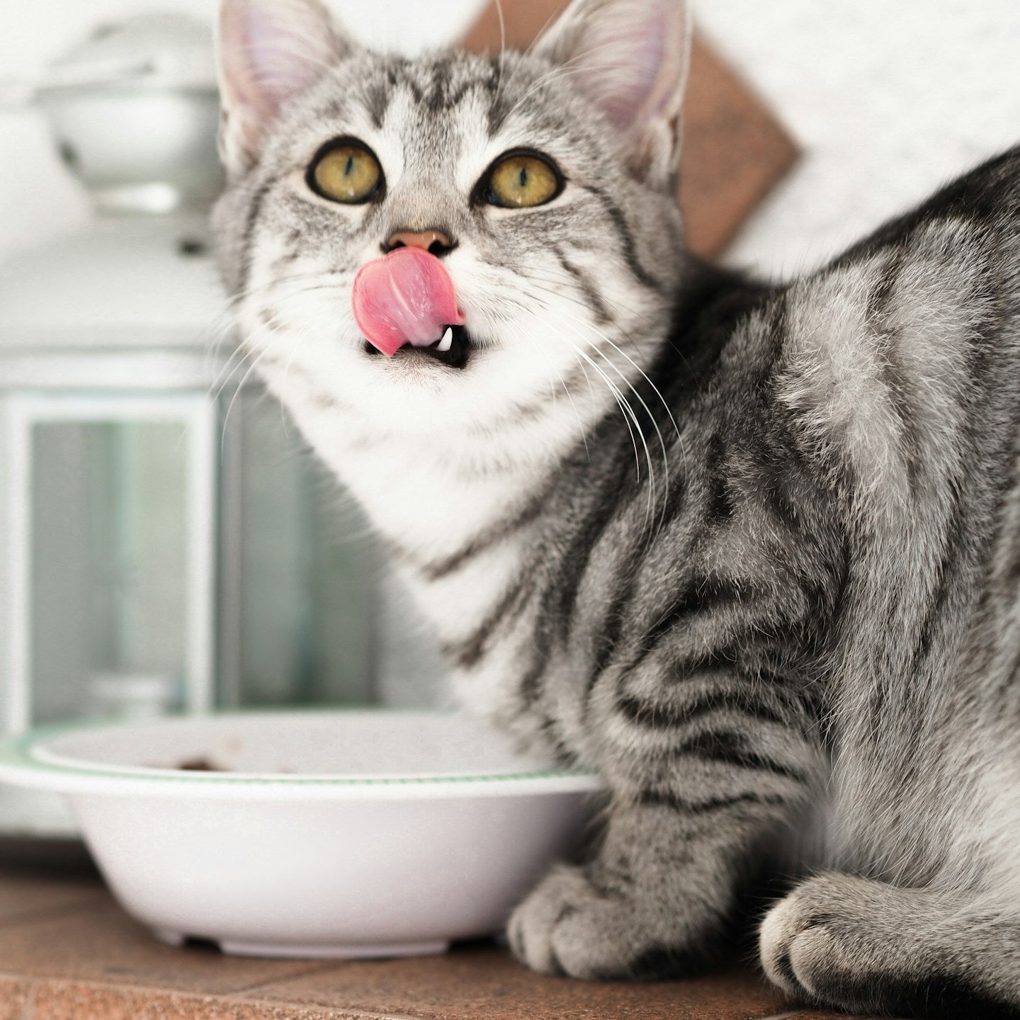 Katze am futtern