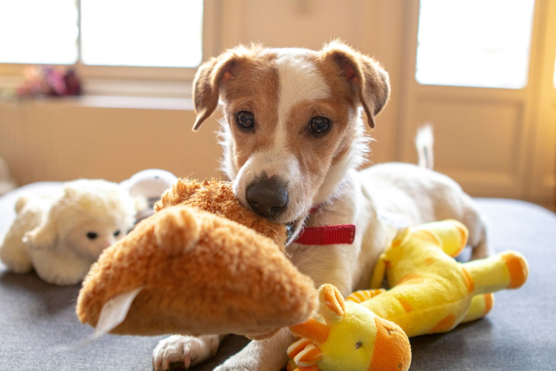 Hund mit Spielzeug 
