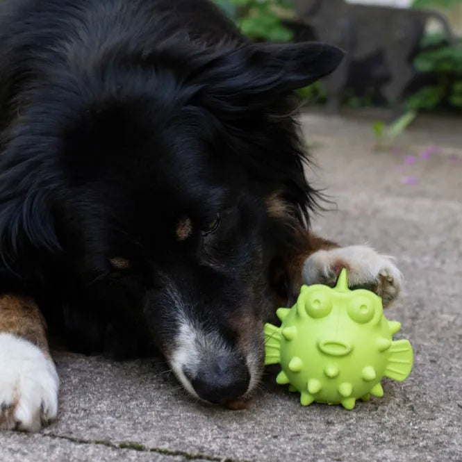 PROCYON TPR Snackball Fisch - für Hunde mit Leckerlis