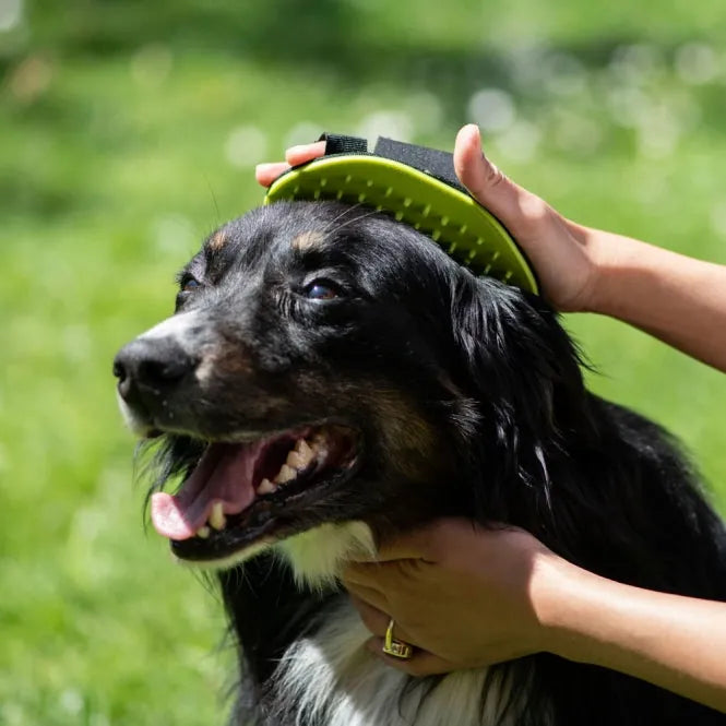 PROCYON Waschhandschuh - für Hunde