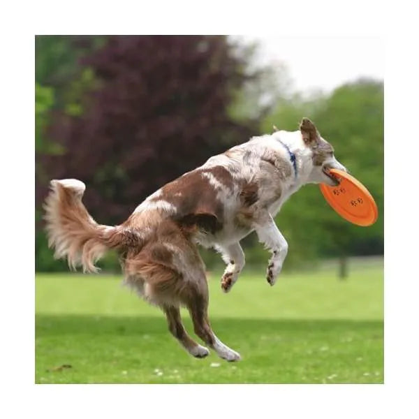 Trixie Dog Disc Frisbee – bissfest und ideal für Hundesport