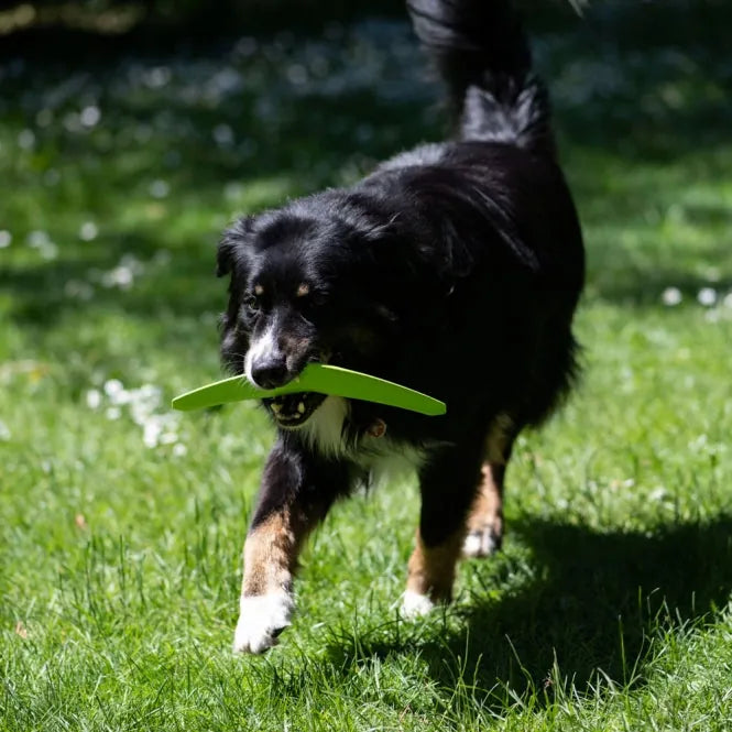 PROCYON TPR Boomerang - extrem beißfest für Hunde